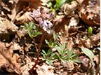  Corydalis solida subsp. solida